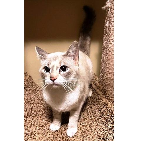 Cosima, an adopted Siamese in Salt Lake City, UT image 2/3