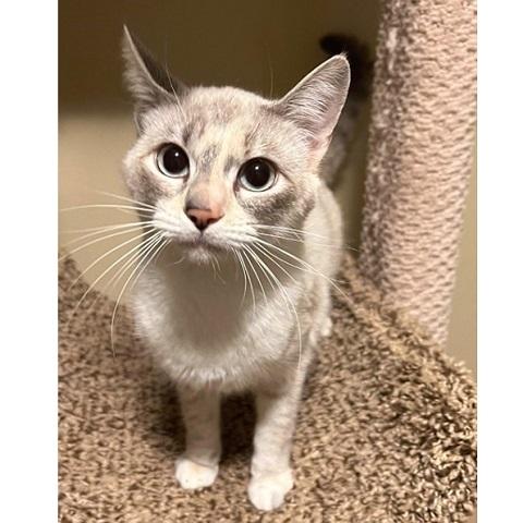 Cosima, adopted, Young Female Siamese.