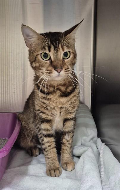 GRECIA, Adoptable, Adult Female Bengal & Domestic Short Hair.