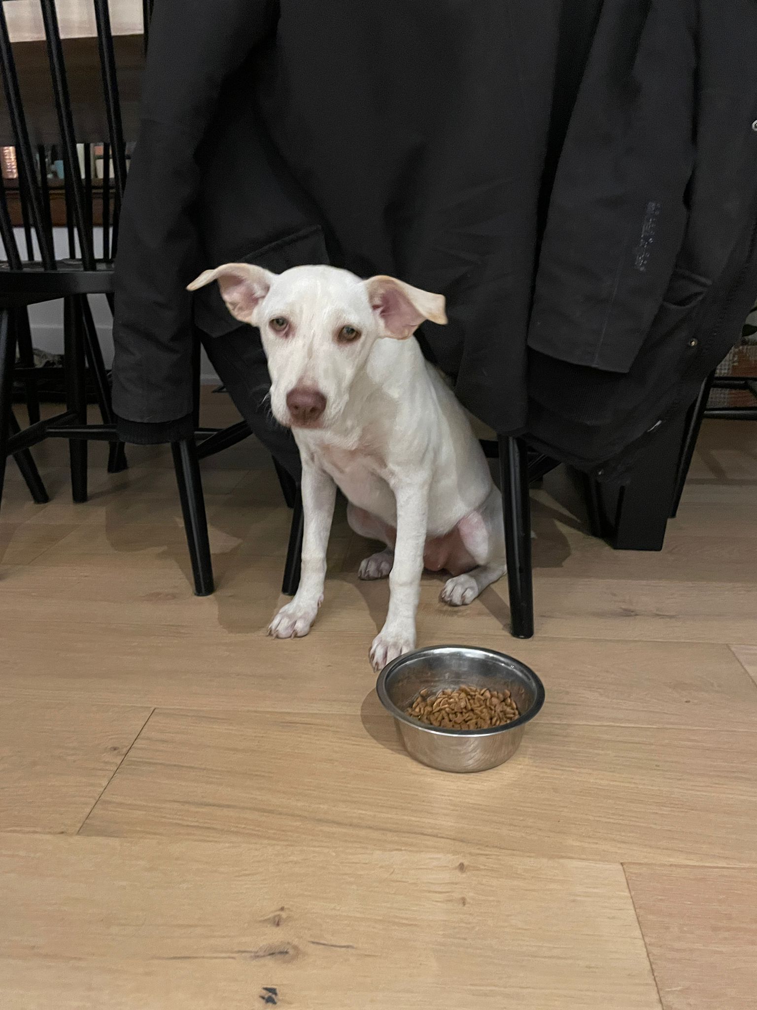 Enlarge Joy, a Adopted mixed breed in Whitby, ON image 1/8