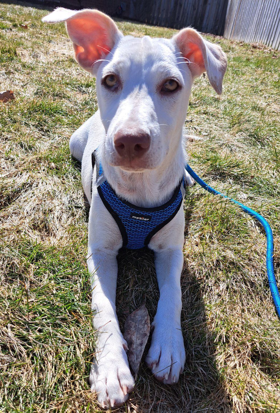 Enlarge Joy, a Adopted mixed breed in Whitby, ON image 2/8