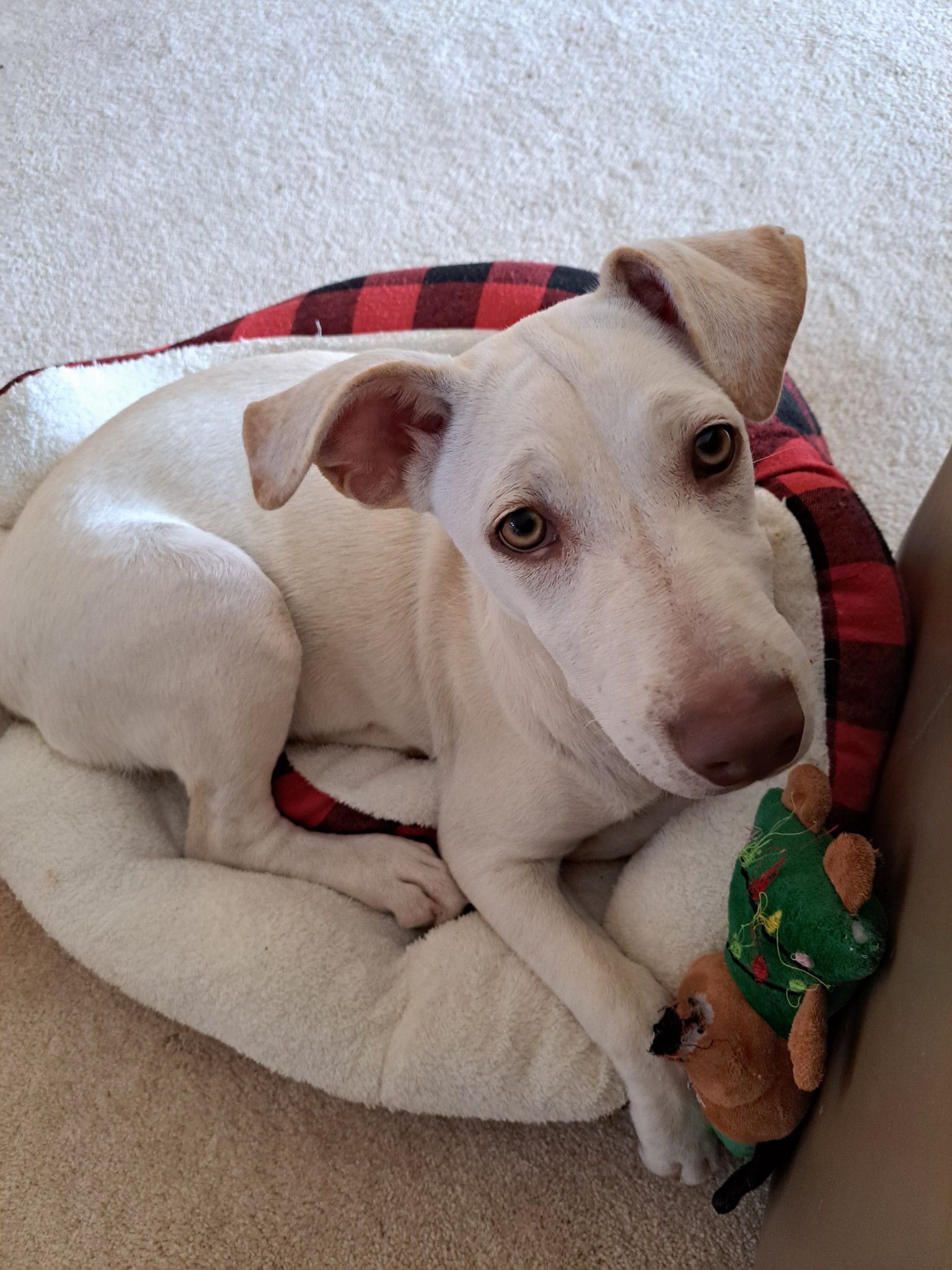 Enlarge Joy, a Adopted mixed breed in Whitby, ON image 3/8