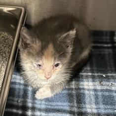 Enlarge ACON-Stray-11056_2_3_4, a Adoptable Domestic Short Hair in Carlyle, IL image 1/1