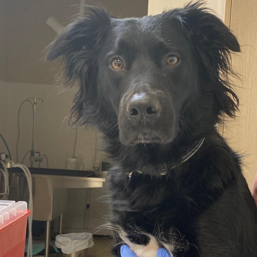 Enlarge Bear D12582, a Adoptable mixed breed in Blaine, MN image 1/1