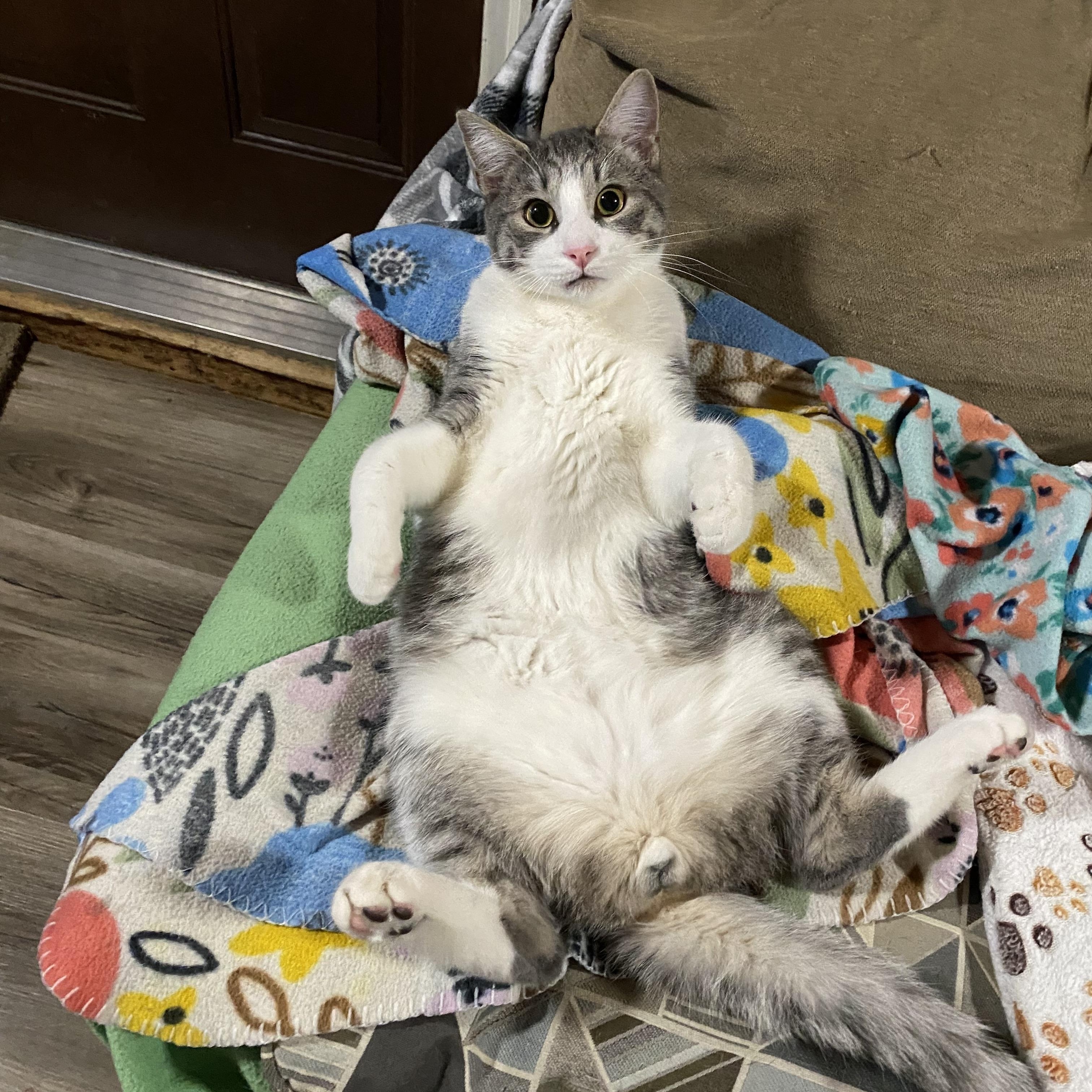 Enlarge Clementine (Clem), a Adoptable Domestic Short Hair in Douglas, MA image 2/6