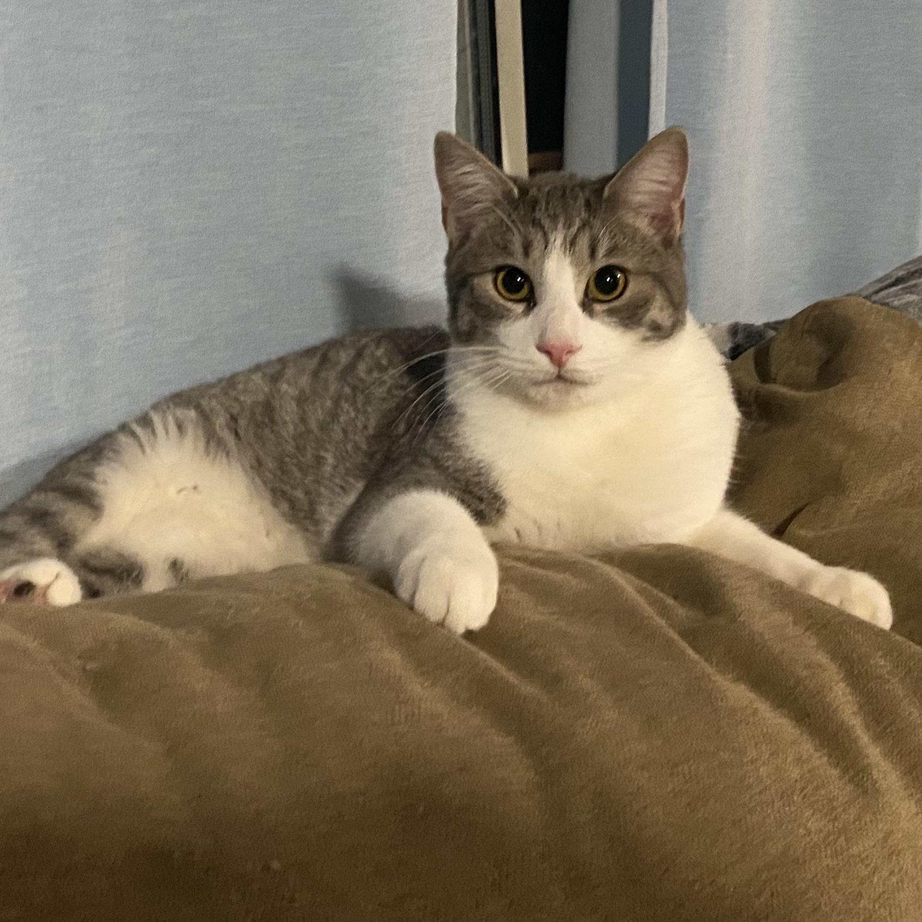 Enlarge Clementine (Clem), a Adoptable Domestic Short Hair in Douglas, MA image 3/6