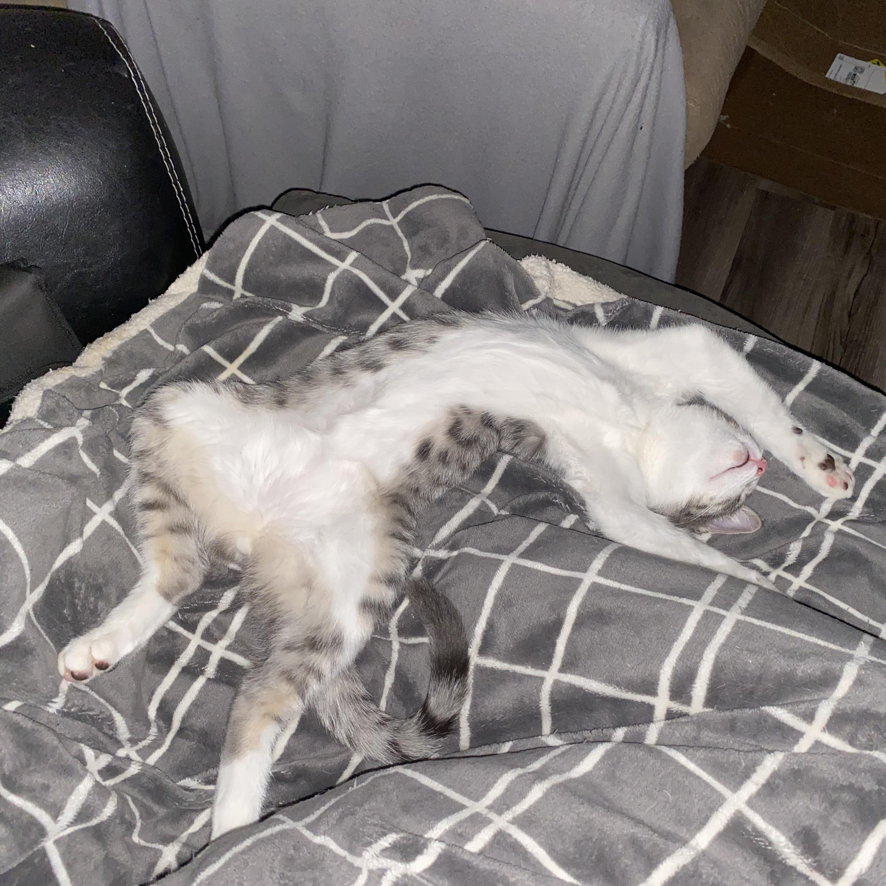 Clementine (Clem), Adoptable, Young Male Domestic Short Hair.