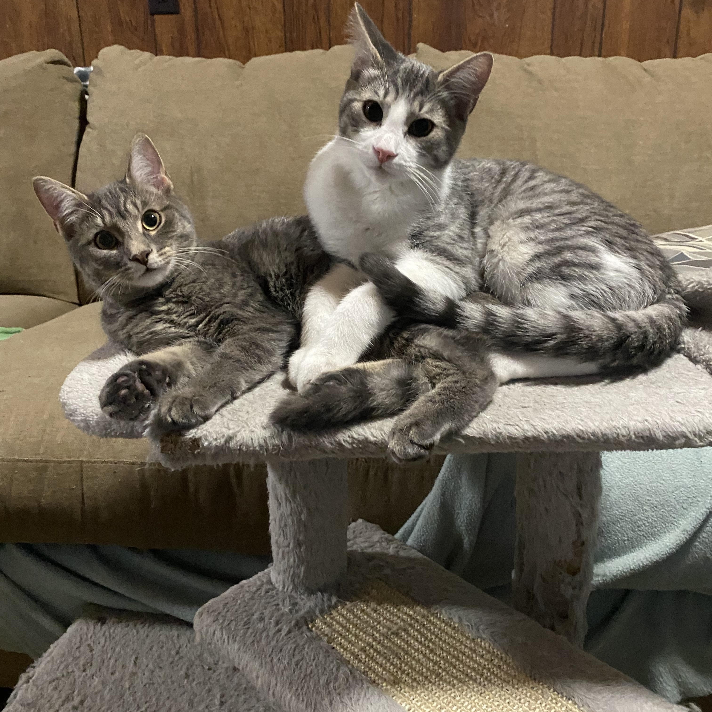 Enlarge Clementine (Clem), a Adoptable Domestic Short Hair in Douglas, MA image 5/6