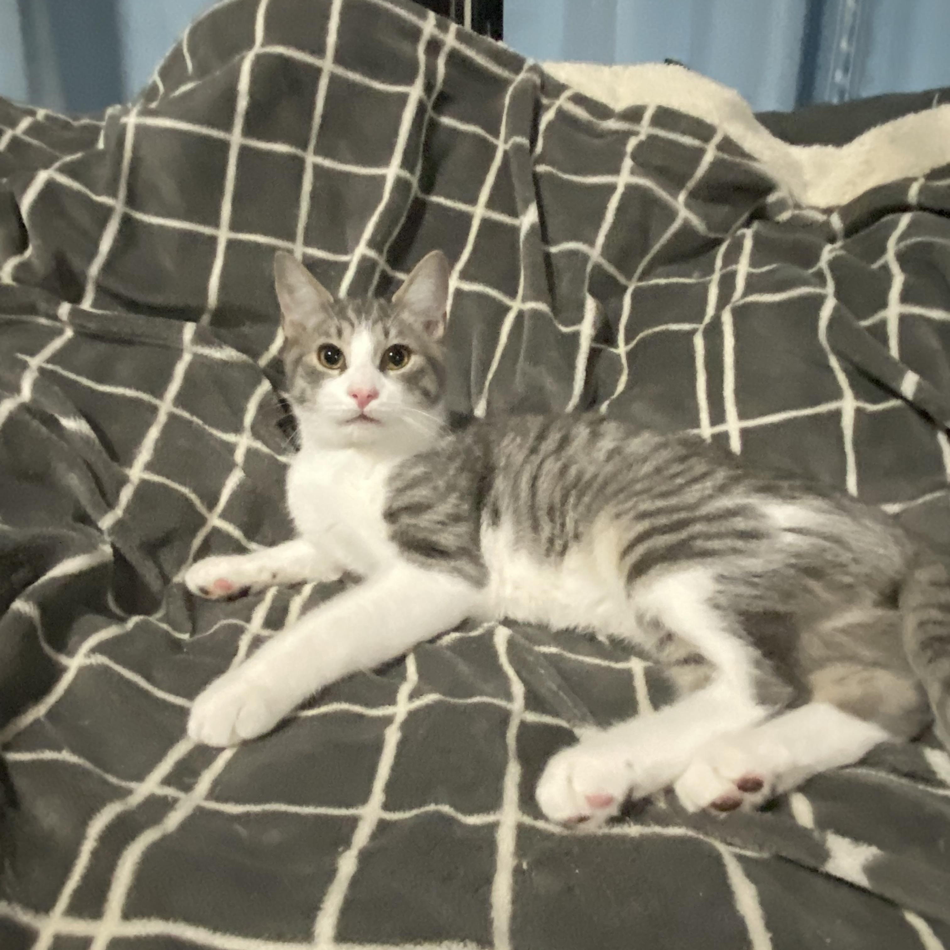 Enlarge Clementine (Clem), a Adoptable Domestic Short Hair in Douglas, MA image 6/6