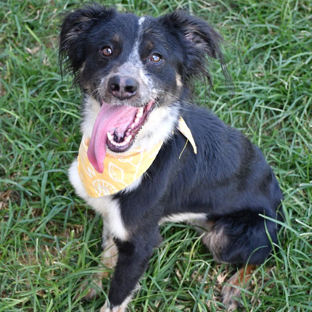 Pluto, Adoptable, Adult Male Collie.