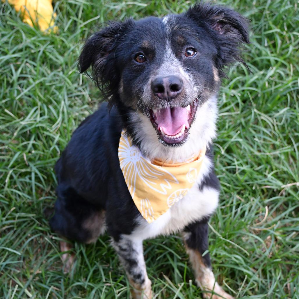 Enlarge Pluto, a Adoptable Collie in Beaumont, TX image 2/5