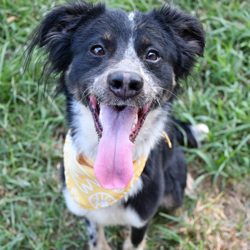 Enlarge Pluto, a Adoptable Collie in Beaumont, TX image 3/5