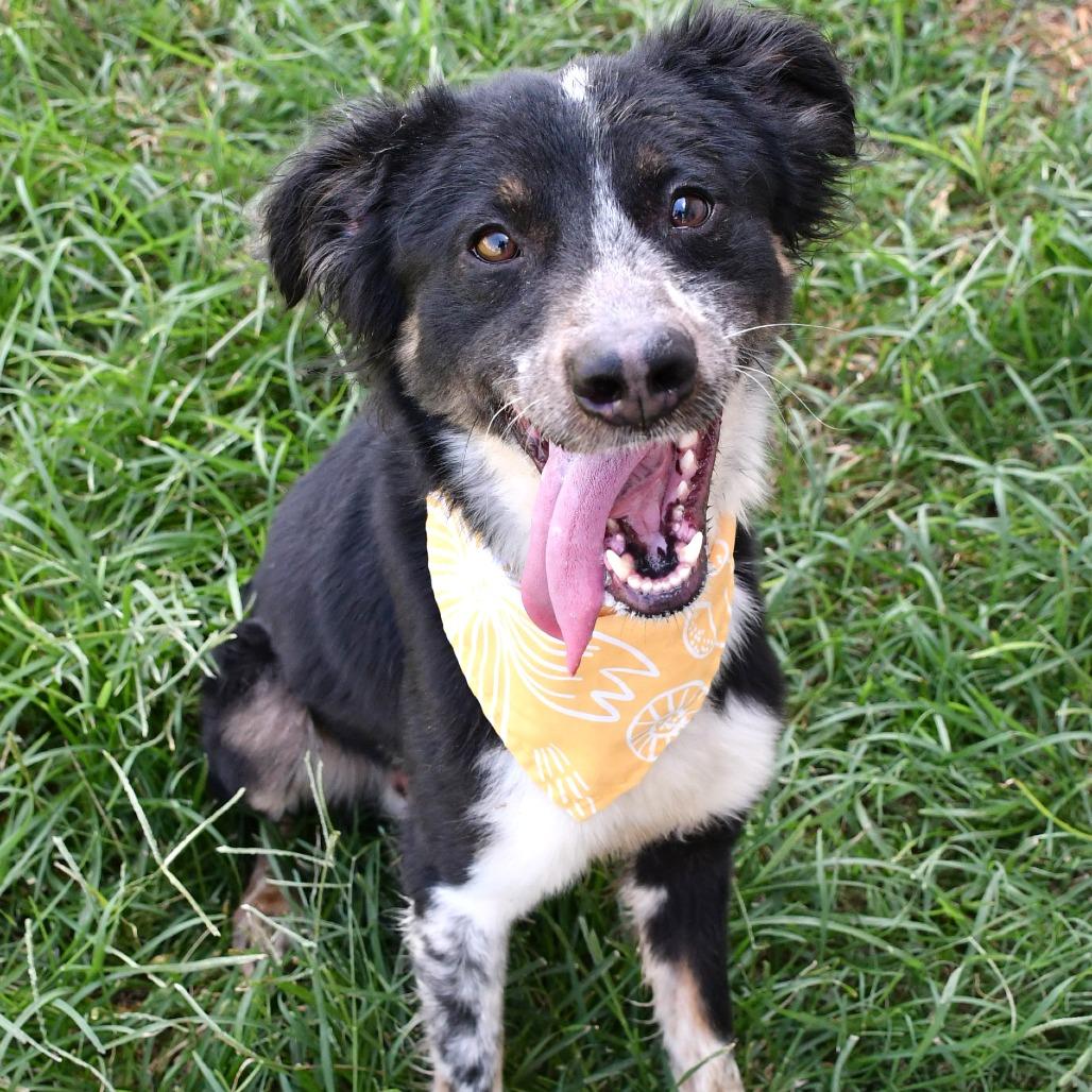 Enlarge Pluto, a Adoptable Collie in Beaumont, TX image 4/5