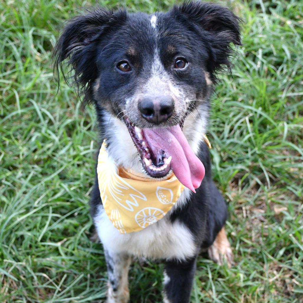Enlarge Pluto, a Adoptable Collie in Beaumont, TX image 5/5