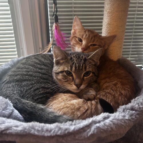 Enlarge Thug S., a Adoptable Domestic Short Hair in Fishers, IN image 1/5