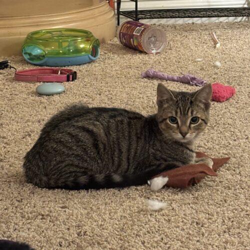 Enlarge Thug S., a Adoptable Domestic Short Hair in Fishers, IN image 2/5