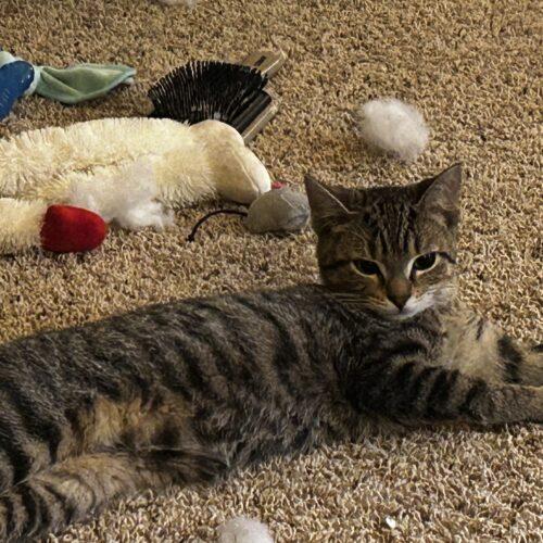 Enlarge Thug S., a Adoptable Domestic Short Hair in Fishers, IN image 5/5