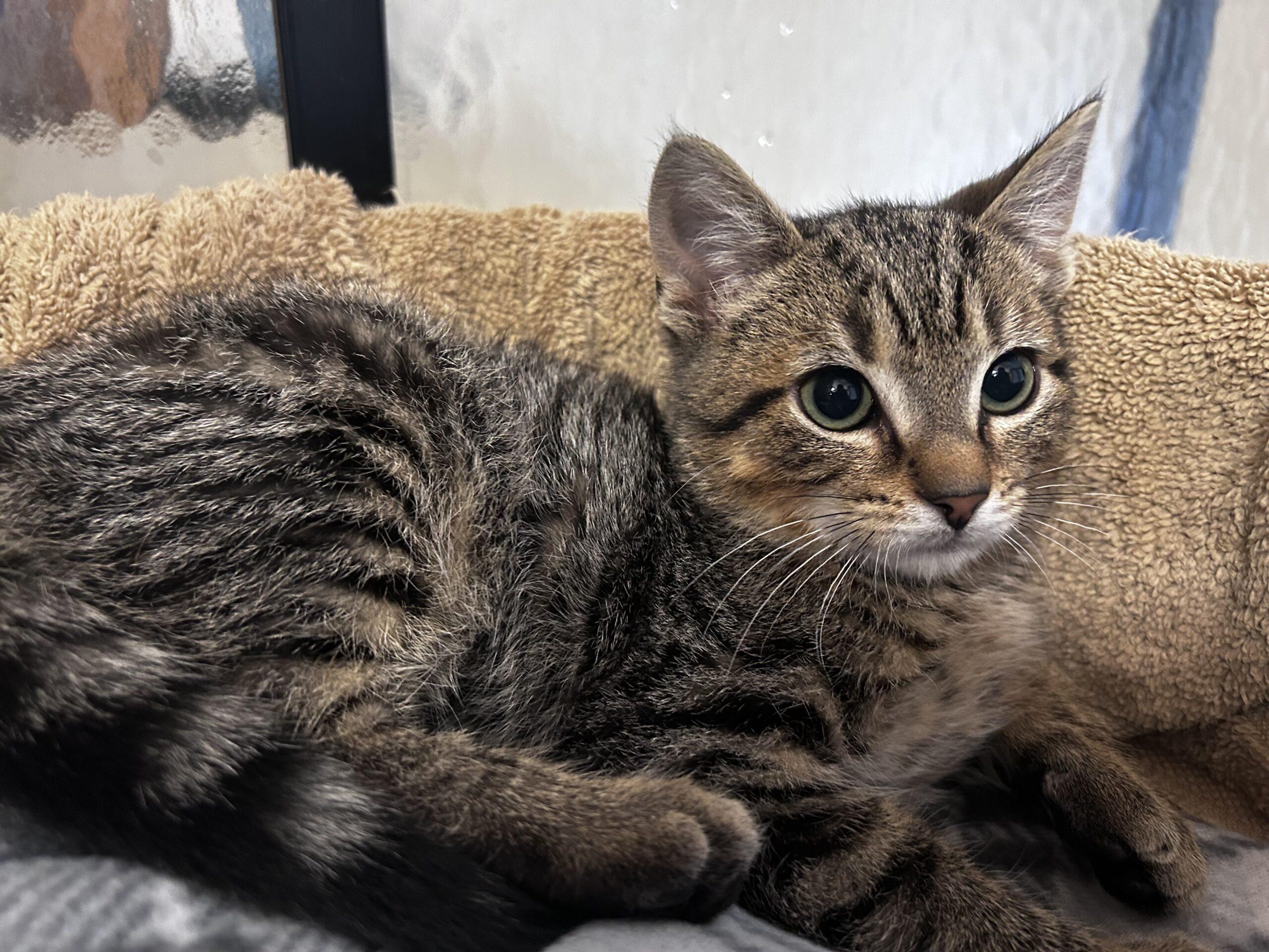 Enlarge Thug S., a Adoptable Domestic Short Hair in Fishers, IN image 6/6