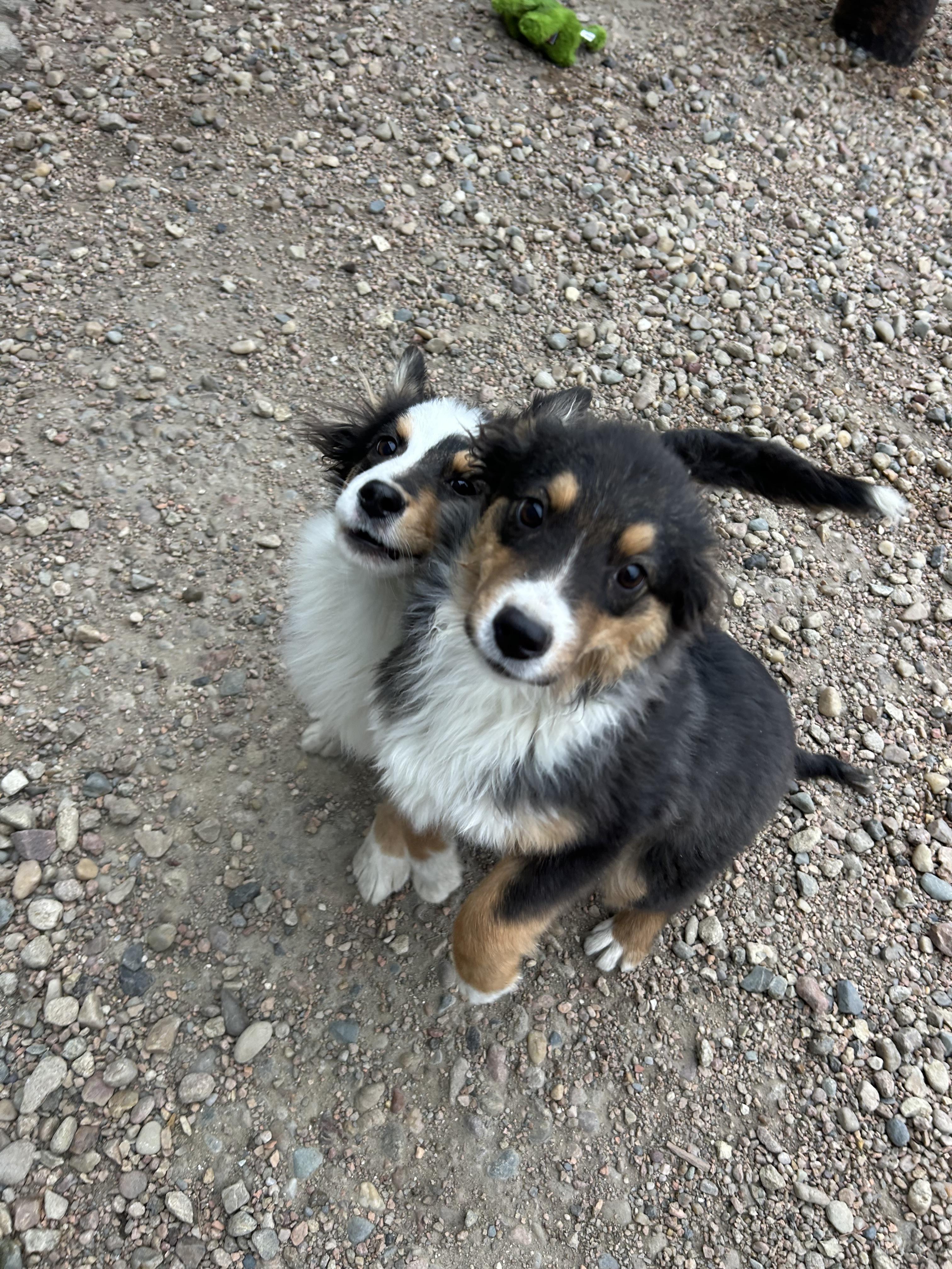 Enlarge Happy Tails, an adopted Australian Shepherd in Wahoo, NE image 1/1