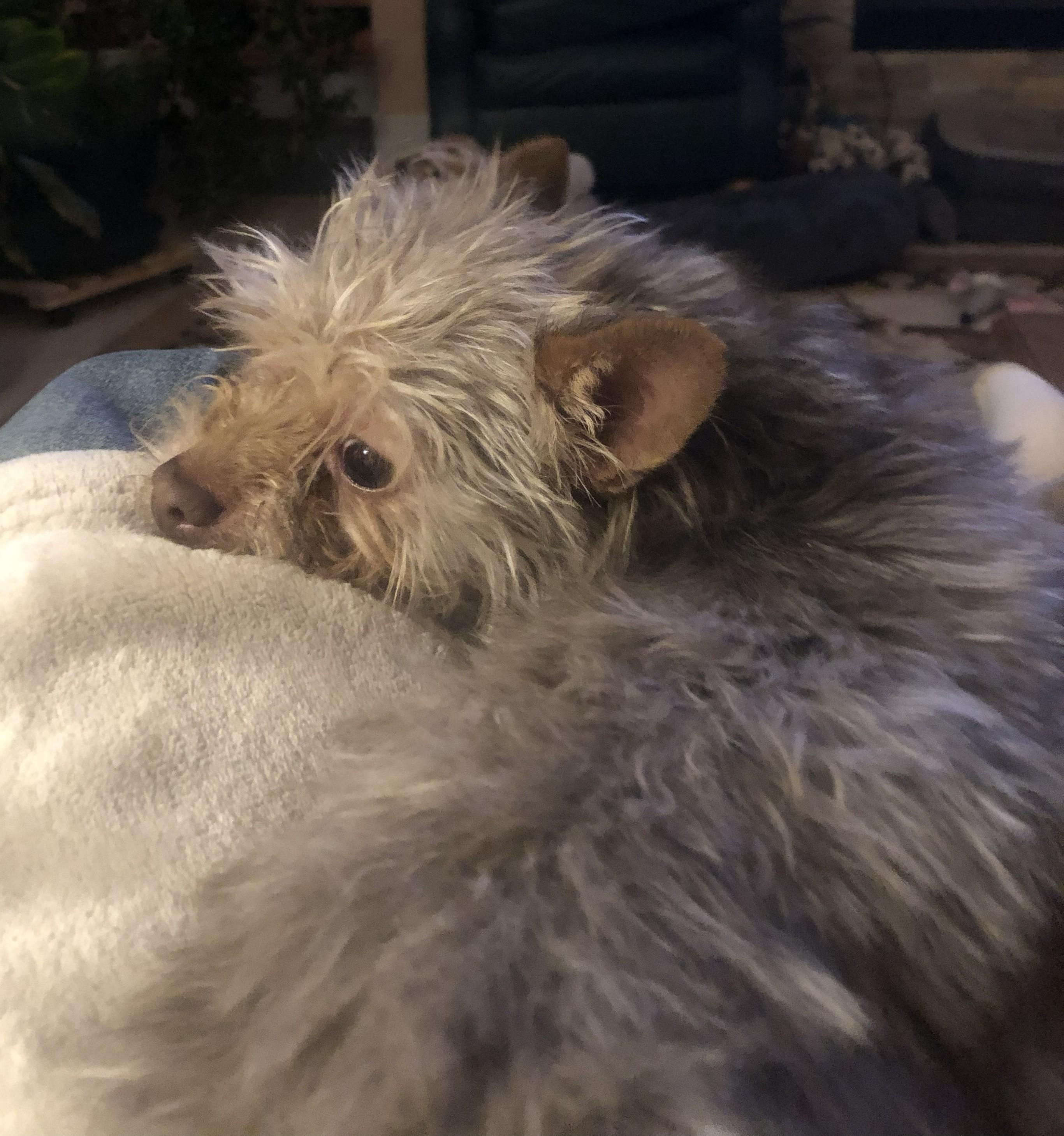 Teddy, Adoptable, Young Male Yorkshire Terrier.