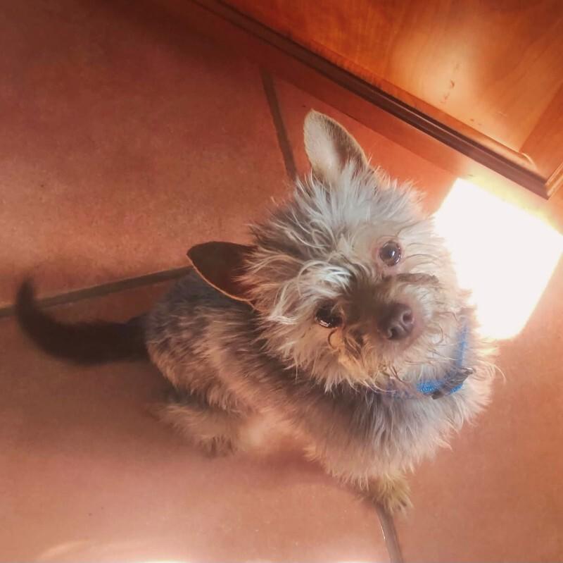 Teddy, a Adoptable Yorkshire Terrier in Windsor, CO image 2/6