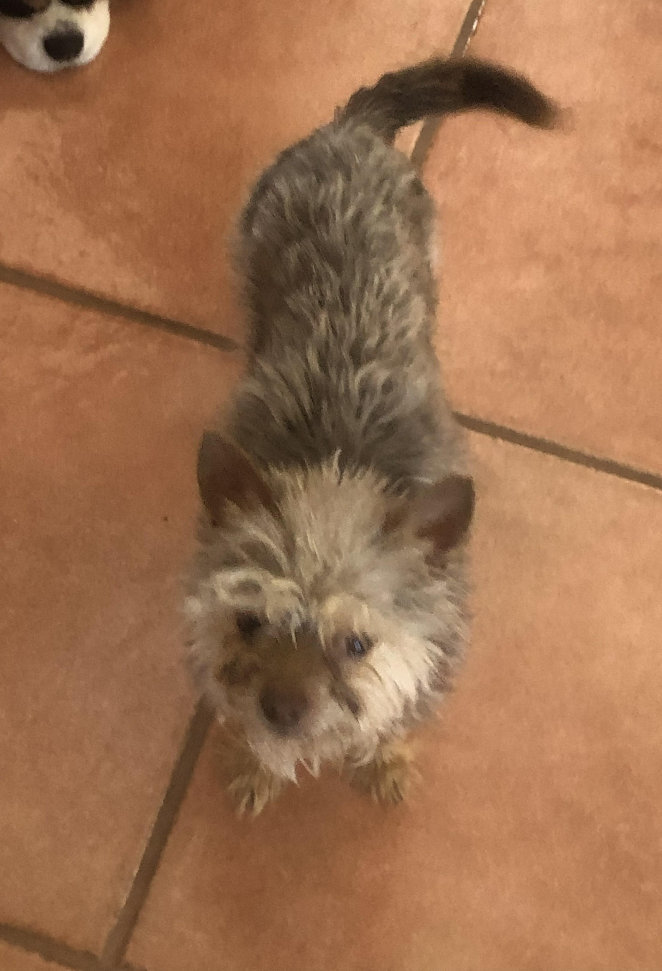 Teddy, a Adoptable Yorkshire Terrier in Windsor, CO image 3/6