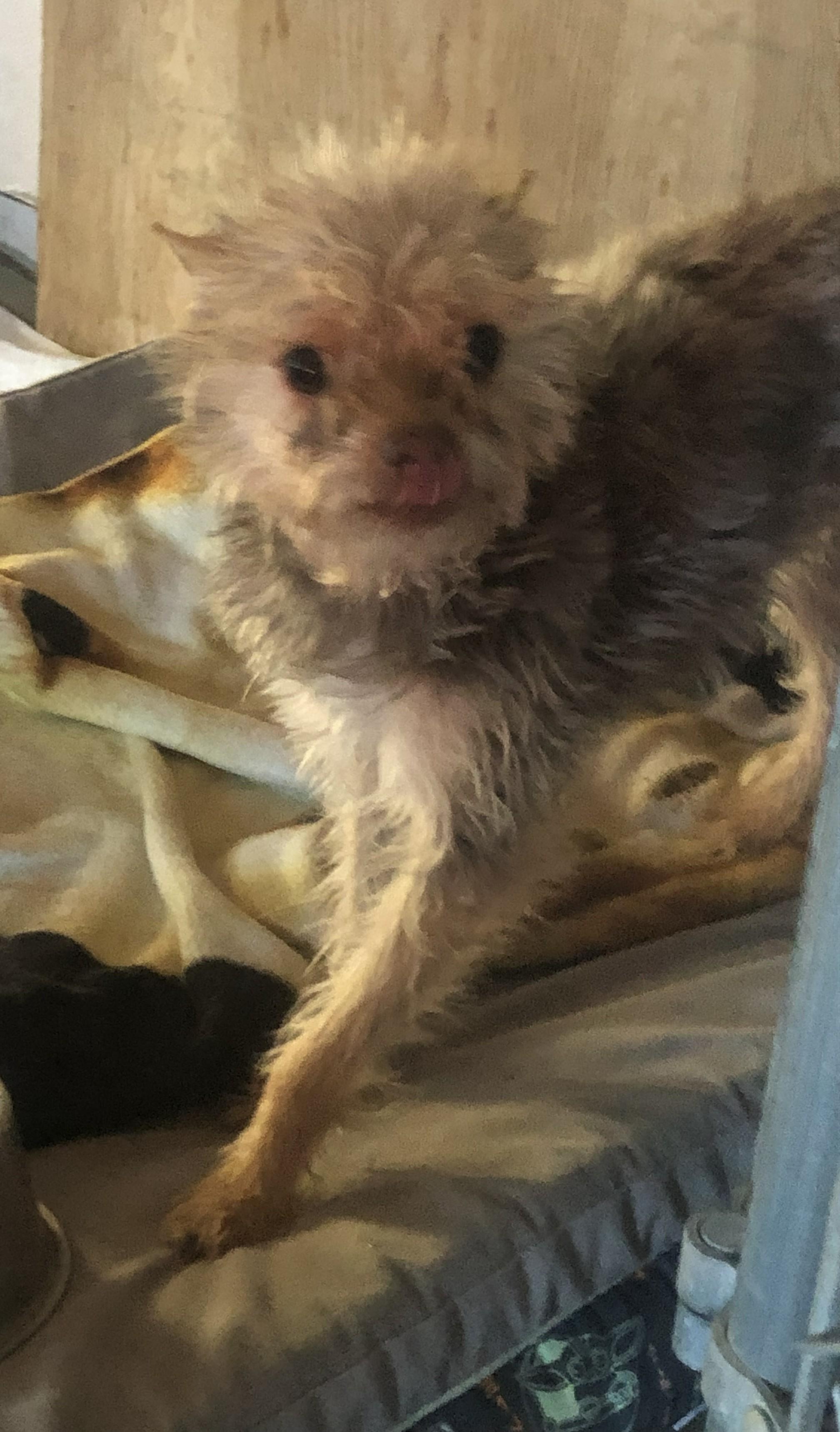 Teddy, a Adoptable Yorkshire Terrier in Windsor, CO image 4/6