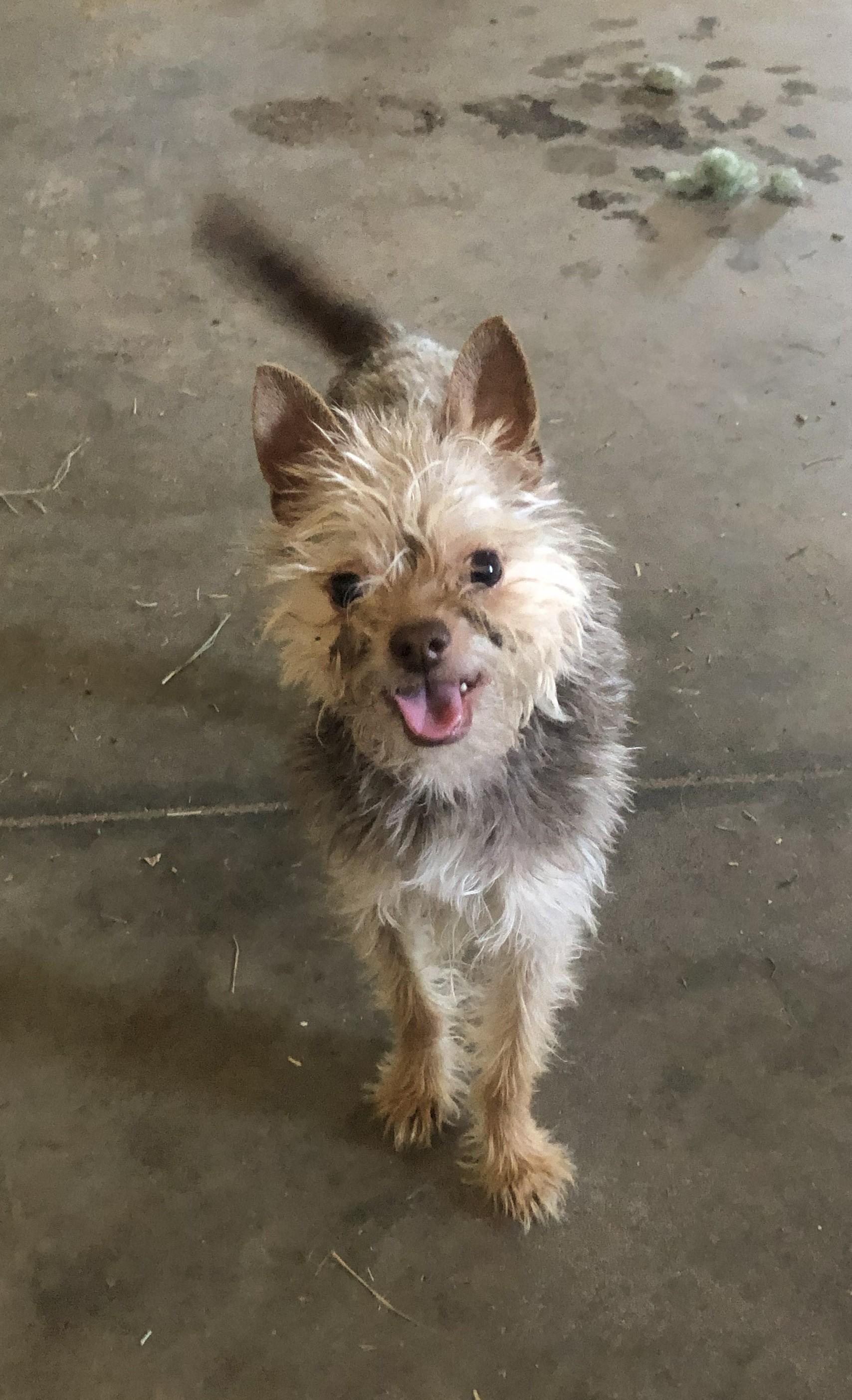 Teddy, a Adoptable Yorkshire Terrier in Windsor, CO image 5/6