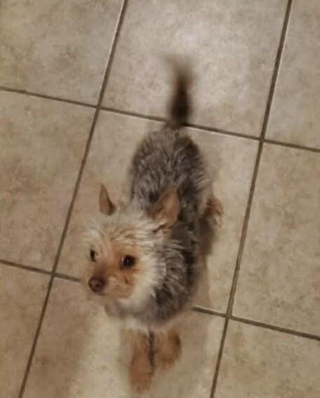 Teddy, a Adoptable Yorkshire Terrier in Windsor, CO image 6/6