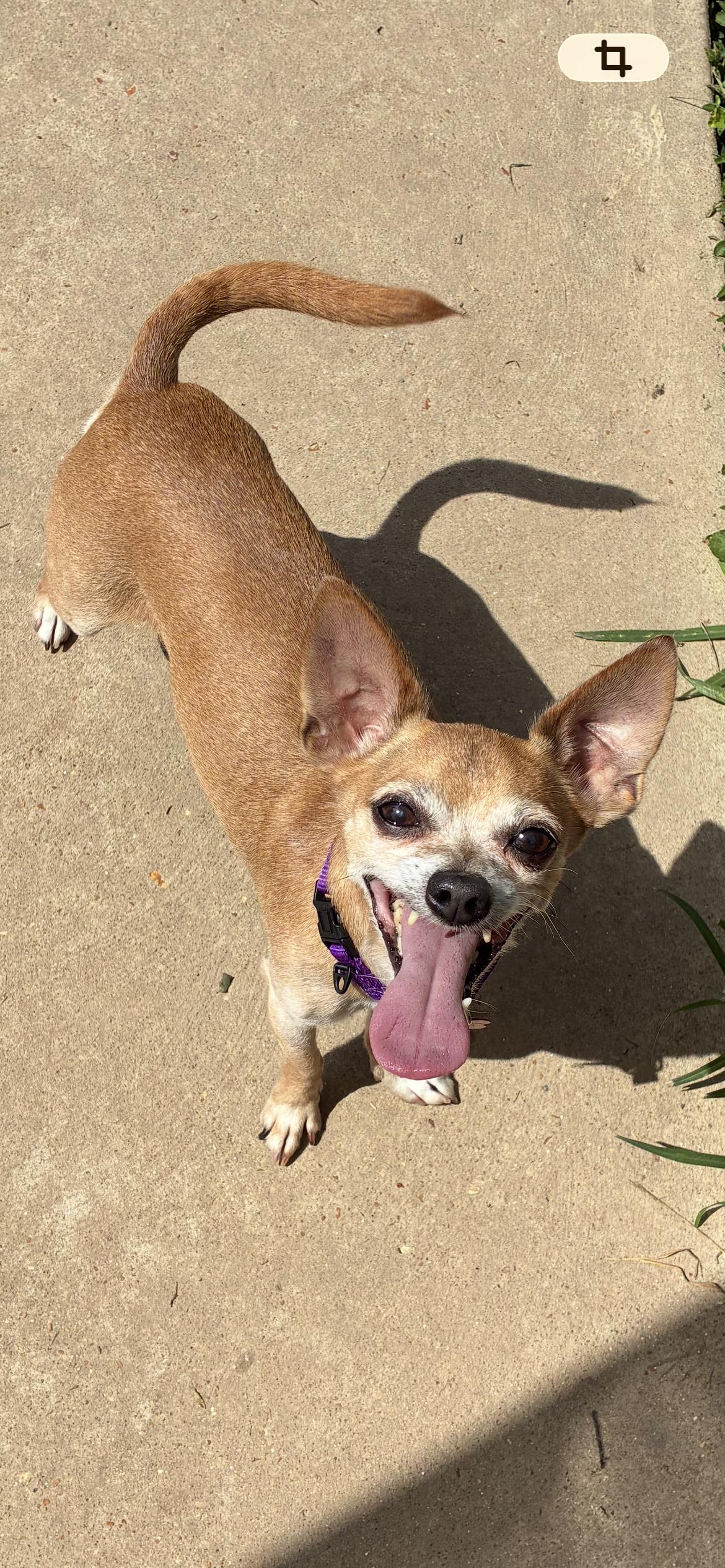 Honeybear, a ADOPTABLE Chihuahua in Saint Louis, MO image 3/3