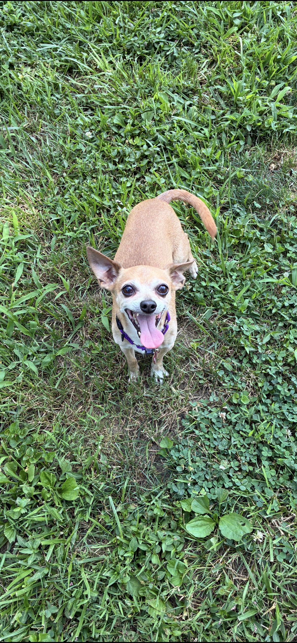 Honeybear, a ADOPTABLE Chihuahua in Saint Louis, MO image 2/3