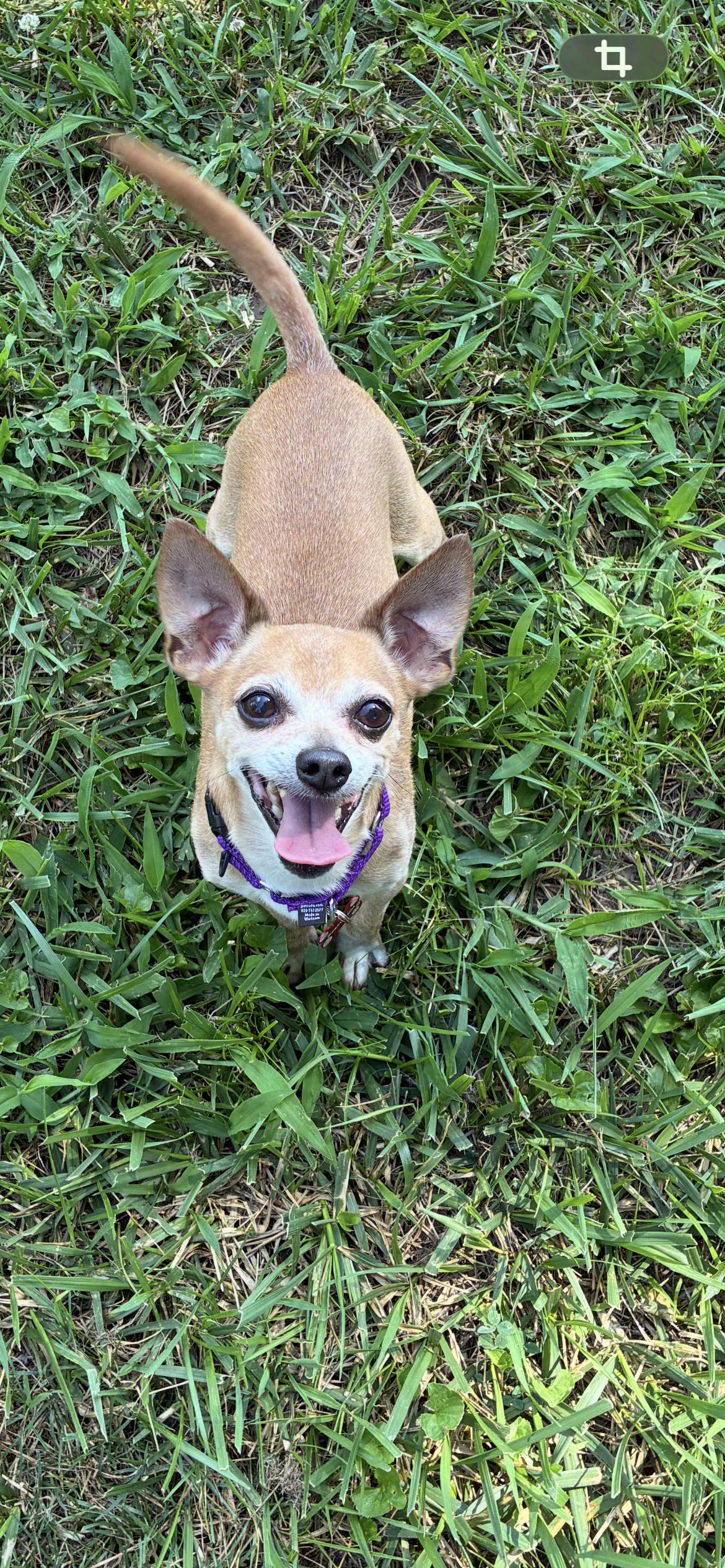 Honeybear, ADOPTABLE, Senior Male Chihuahua.
