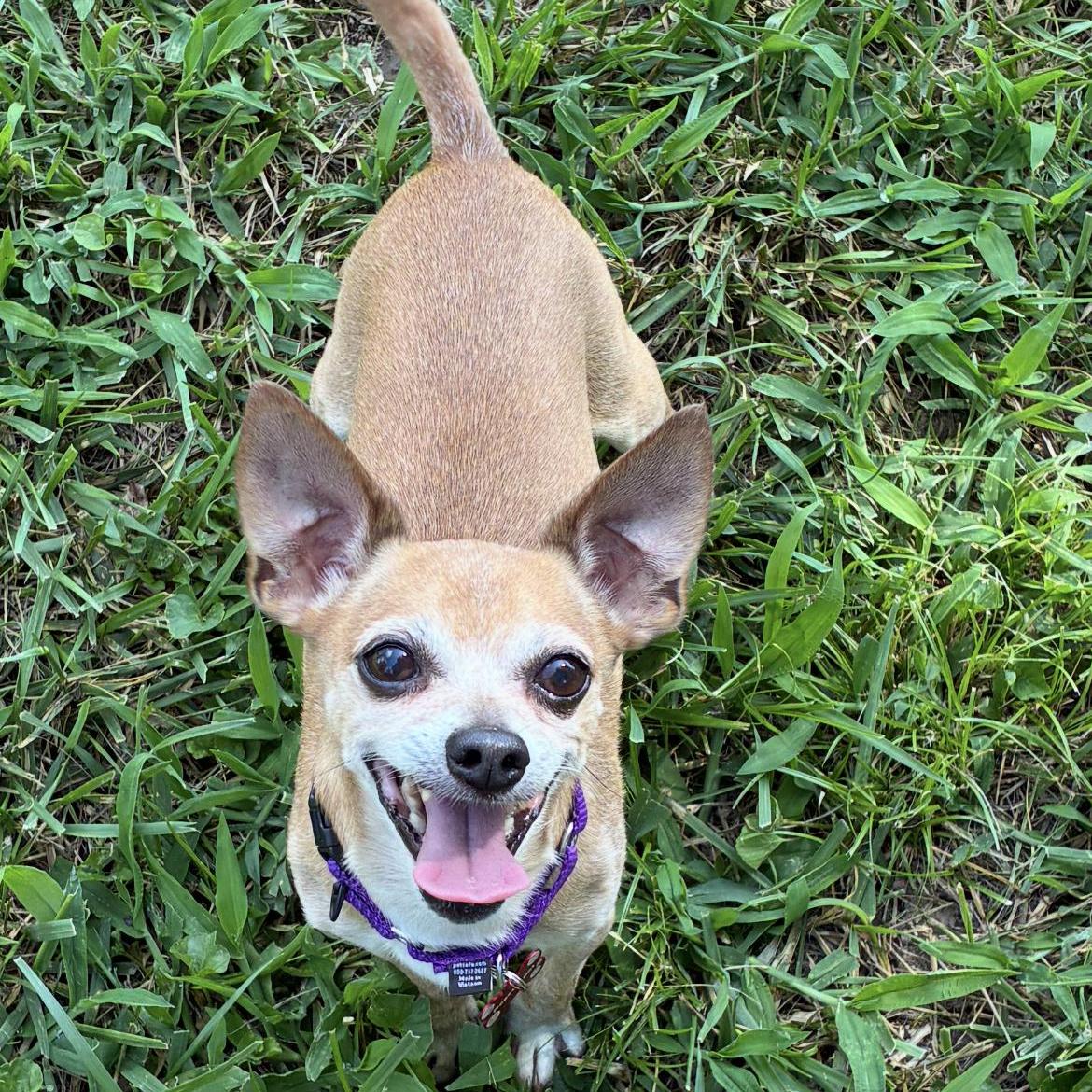 Honeybear, ADOPTABLE, Senior Male Chihuahua.