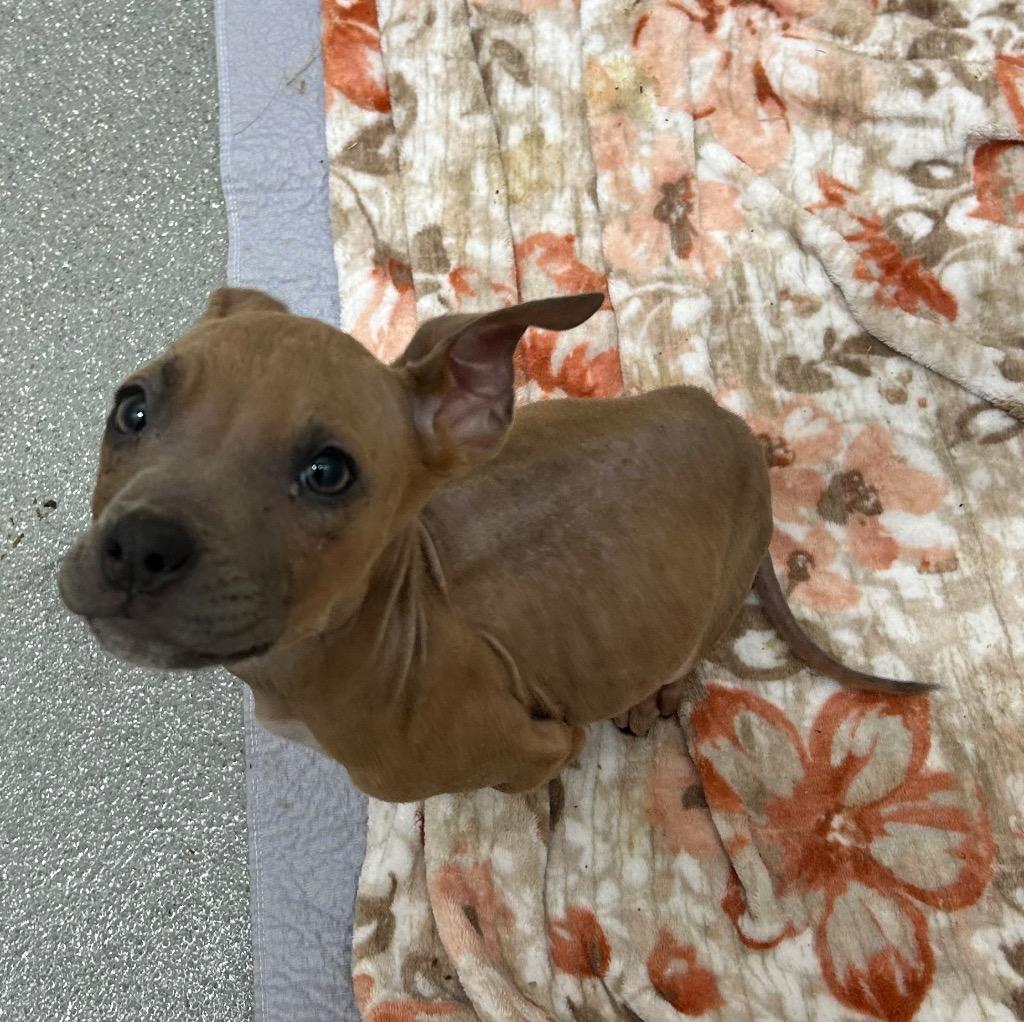 Enlarge Owen, a Adoptable mixed breed in East Ridge, TN image 1/1