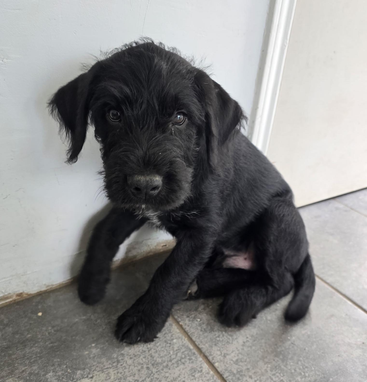 Enlarge Ash, a Adoptable mixed breed in Brattleboro, VT image 1/6