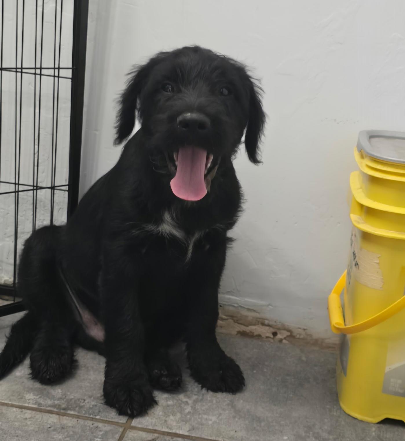 Enlarge Ash, a Adoptable mixed breed in Brattleboro, VT image 3/6
