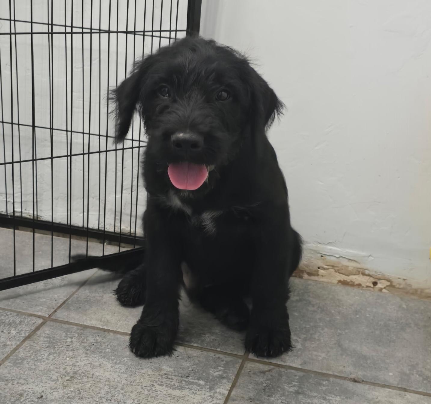 Enlarge Ash, a Adoptable mixed breed in Brattleboro, VT image 2/6