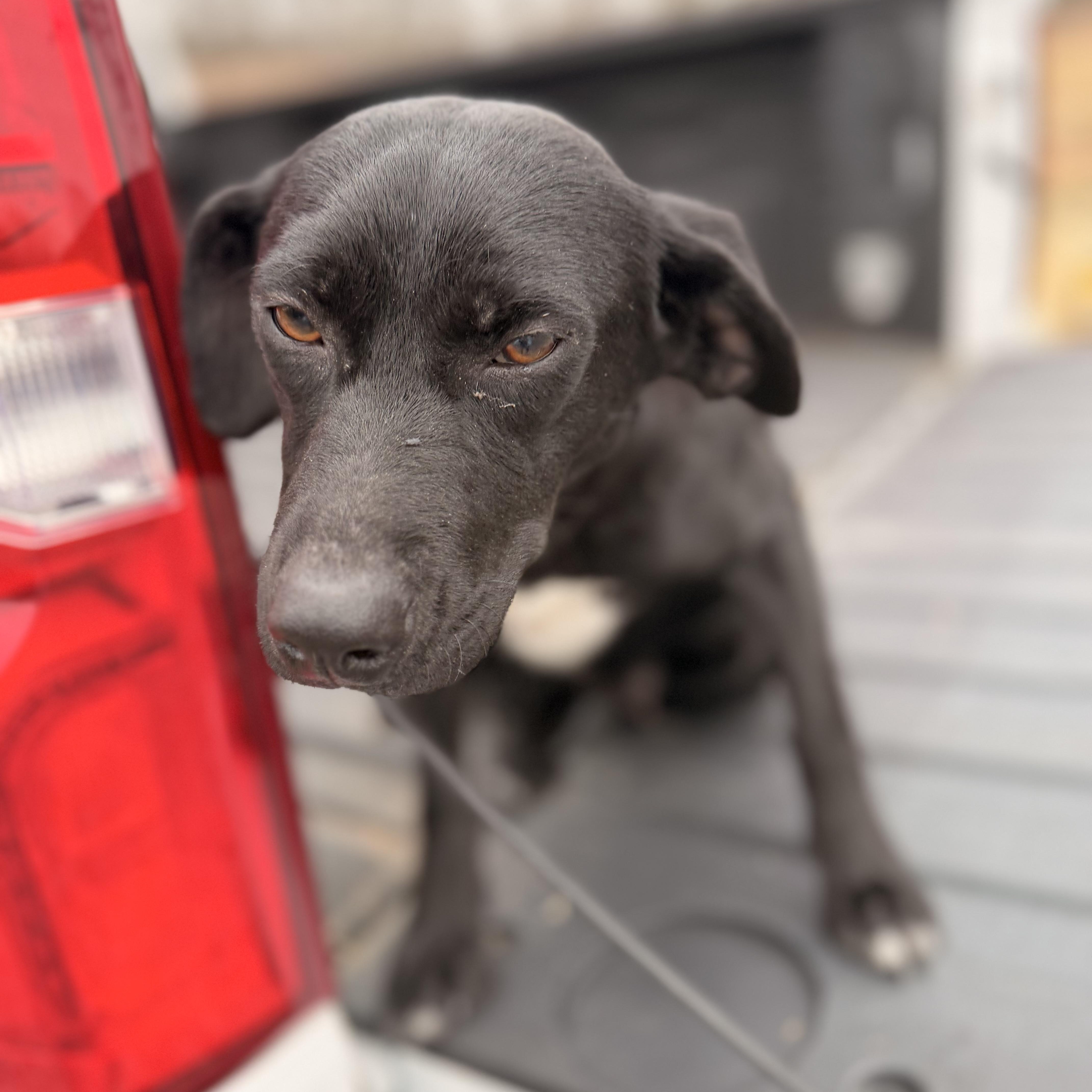 Enlarge Tootles, a hold mixed breed in Harrisburg, PA image 4/5