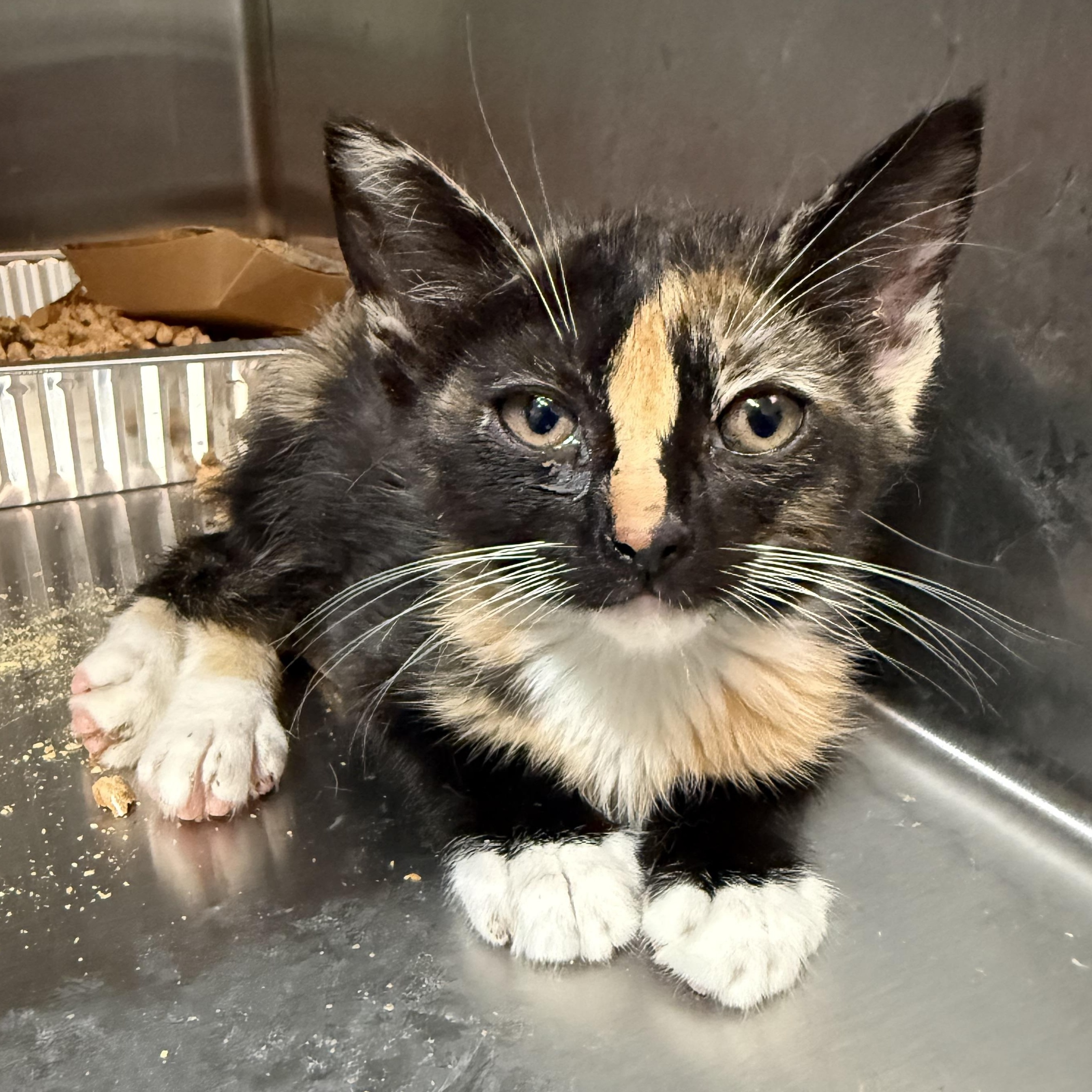 Enlarge Hermione, a ADOPTABLE Domestic Short Hair in Parkland, FL image 1/2