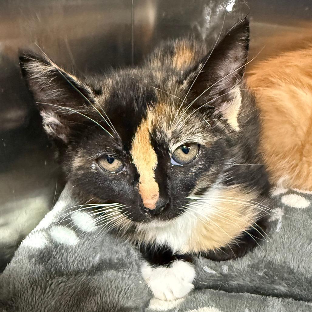 Enlarge Hermione, a ADOPTABLE Domestic Short Hair in Parkland, FL image 2/2