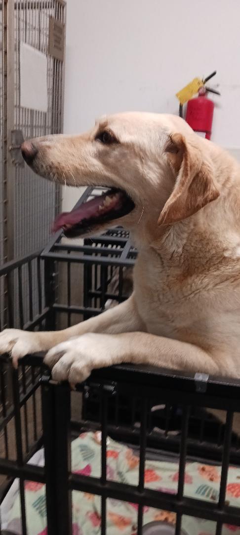 Floyd, Adult Male Hound