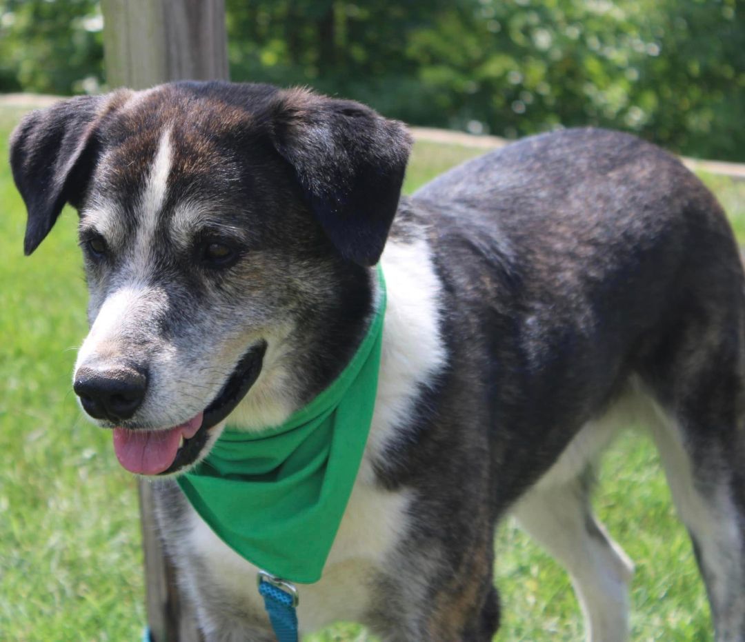 Winston, adoptable, Adult Male Great Pyrenees & Husky.