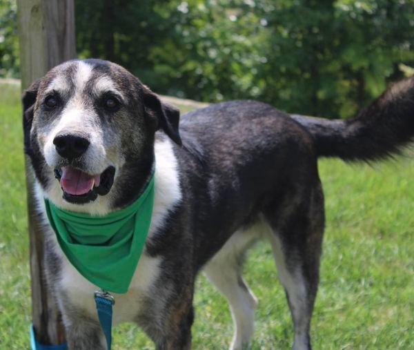 Enlarge Winston, an adoptable mixed breed in Stuarts Draft, VA image 2/4