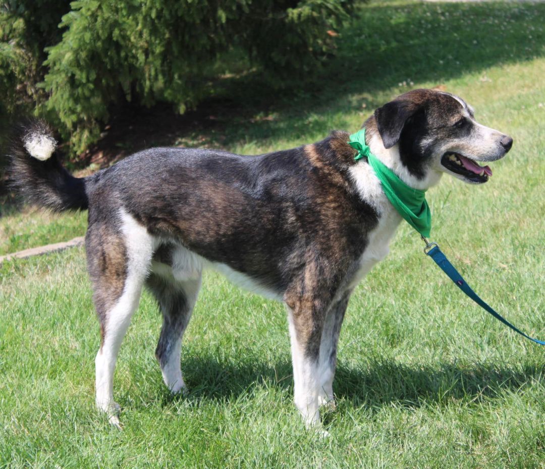 Enlarge Winston, an adoptable mixed breed in Stuarts Draft, VA image 4/4