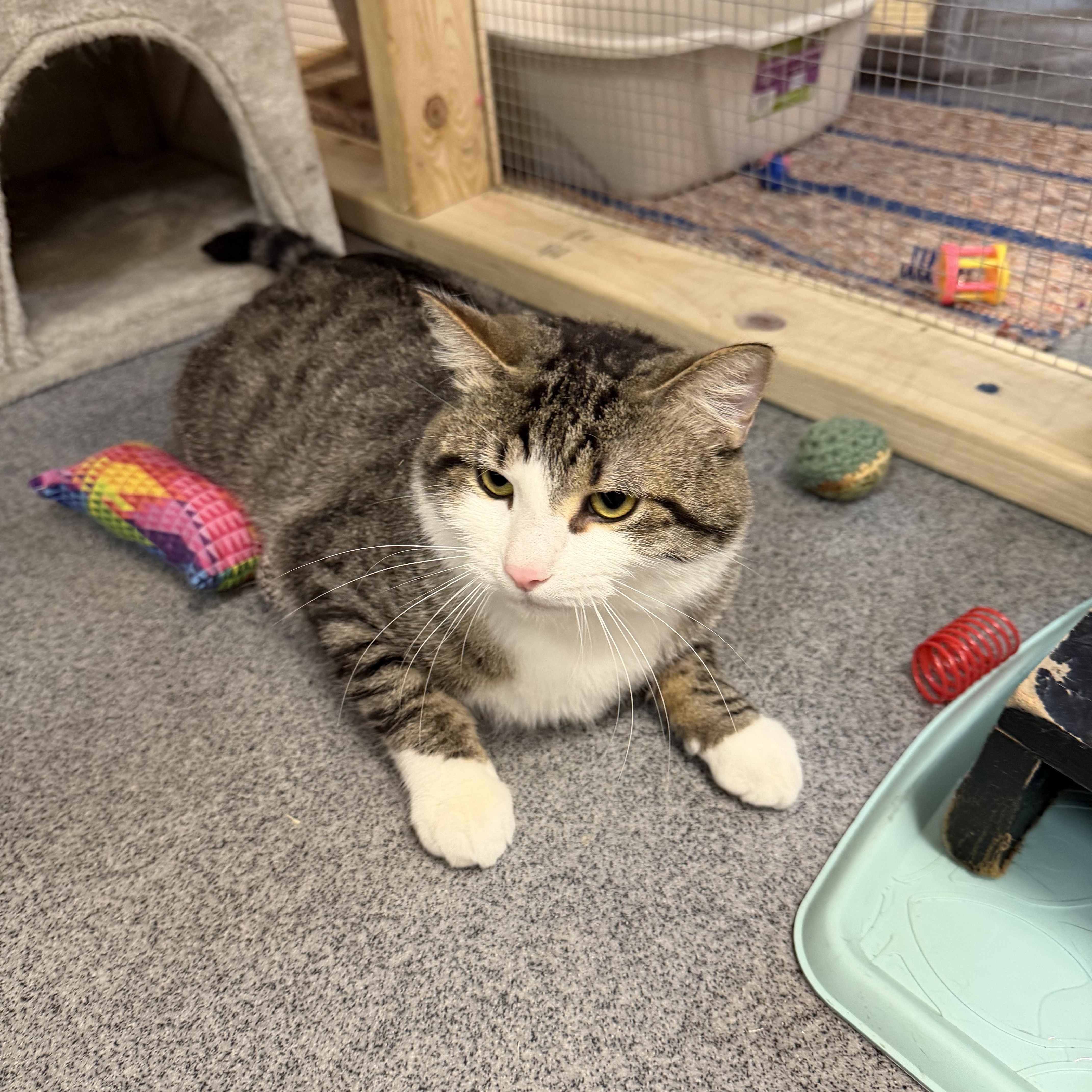 Kyle, a ADOPTABLE Domestic Short Hair in Chisholm, MN image 6/6