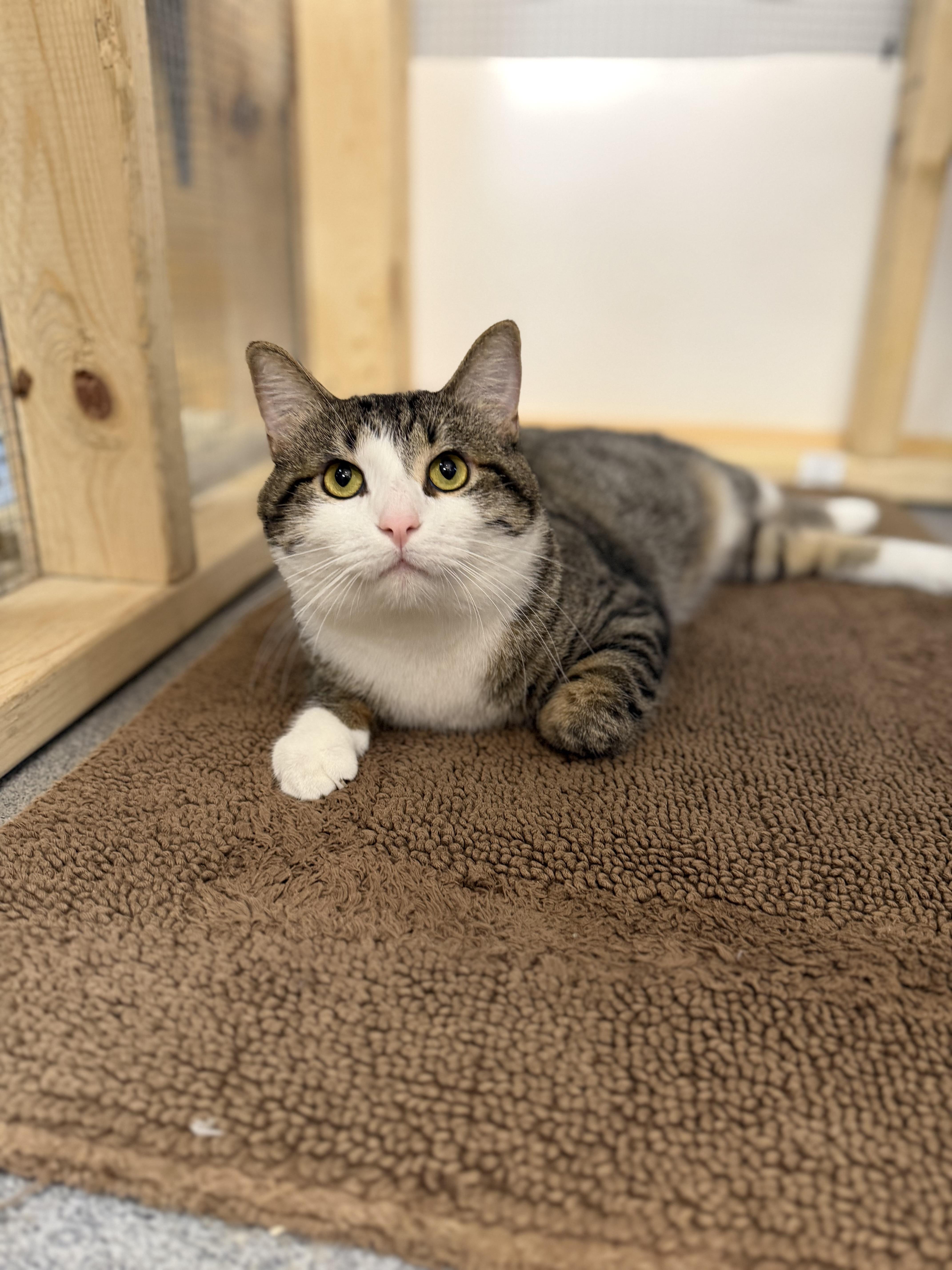 Kyle, ADOPTABLE, Young Male Domestic Short Hair.