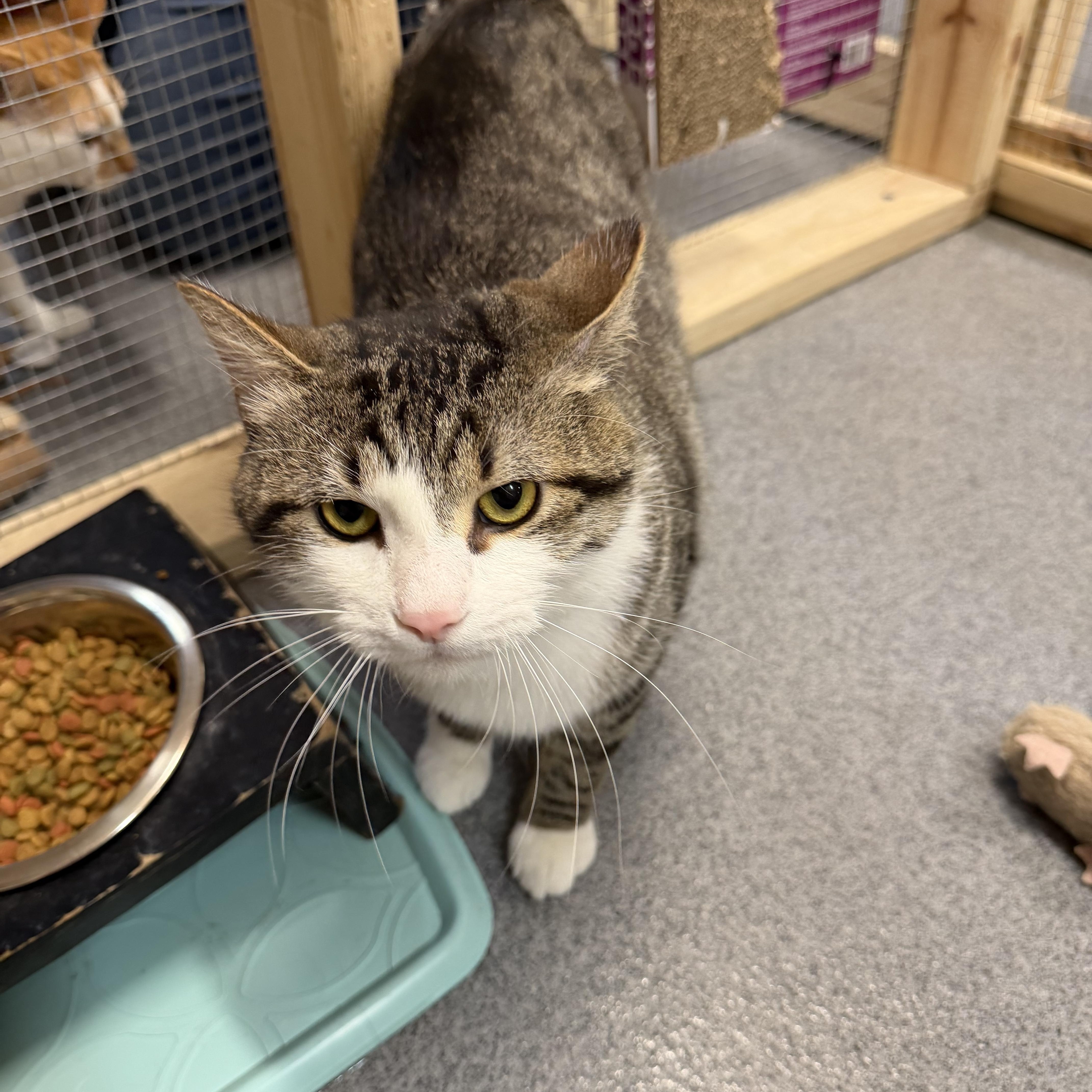 Kyle, a ADOPTABLE Domestic Short Hair in Chisholm, MN image 4/6