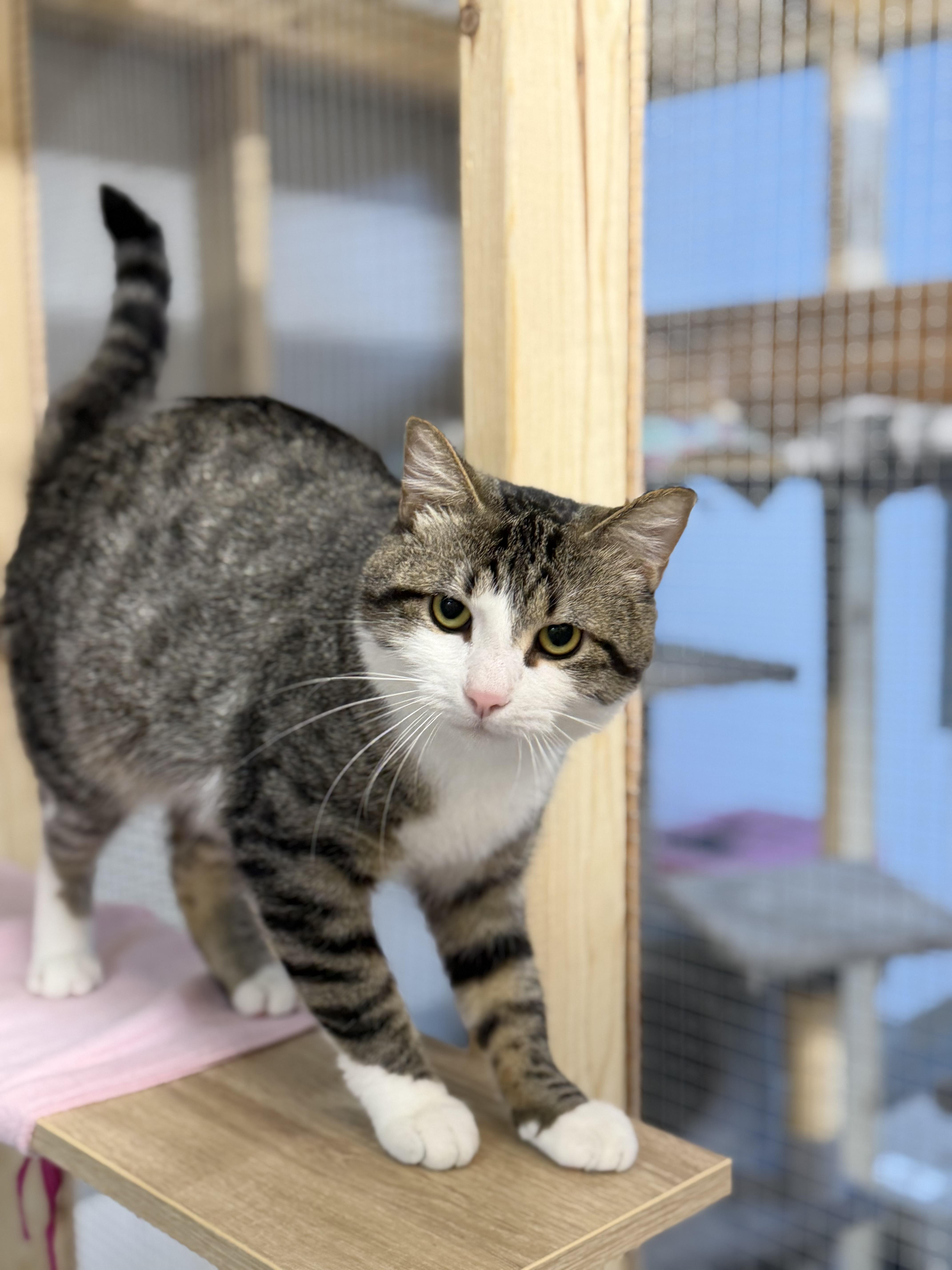 Kyle, a ADOPTABLE Domestic Short Hair in Chisholm, MN image 5/6