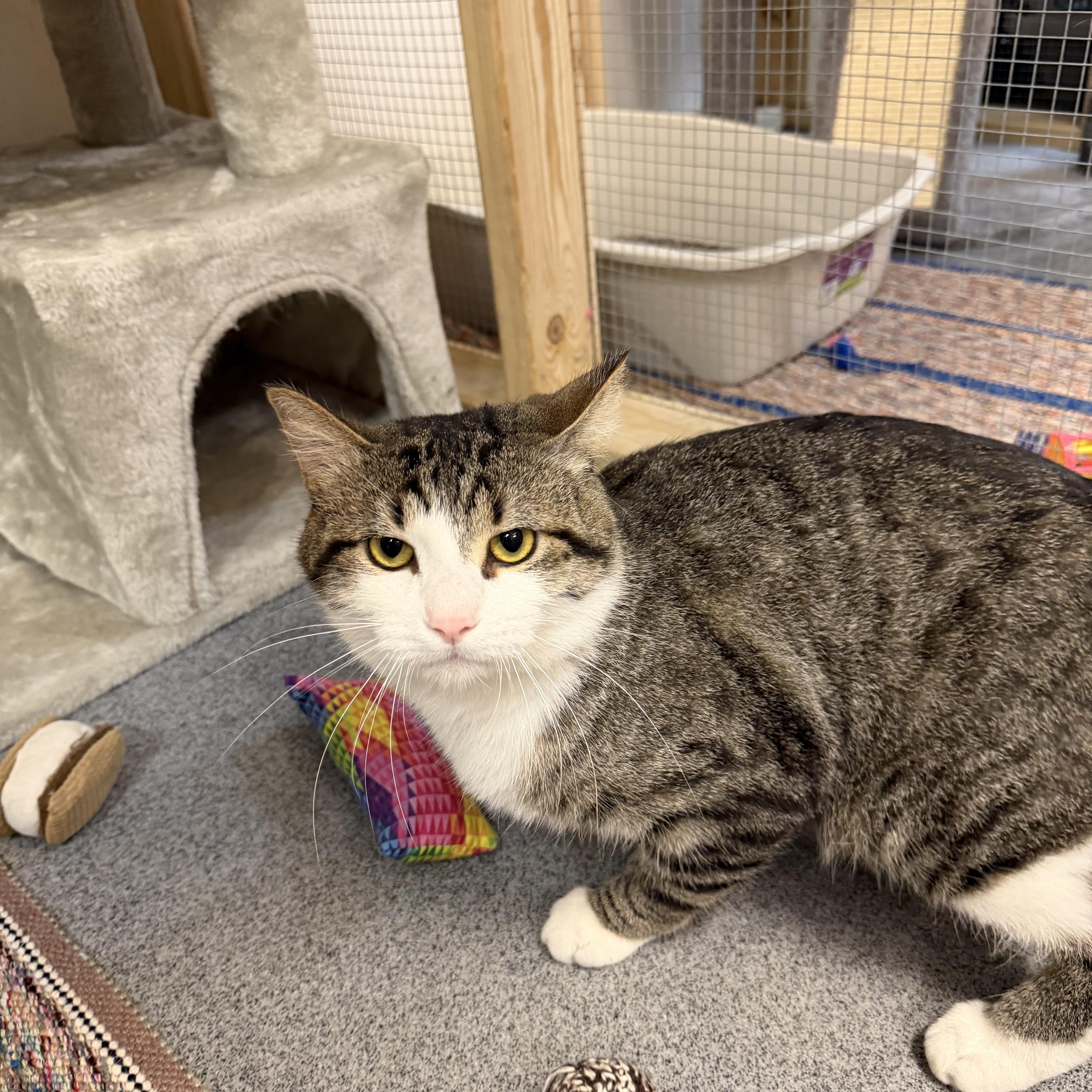 Kyle, a ADOPTABLE Domestic Short Hair in Chisholm, MN image 2/6