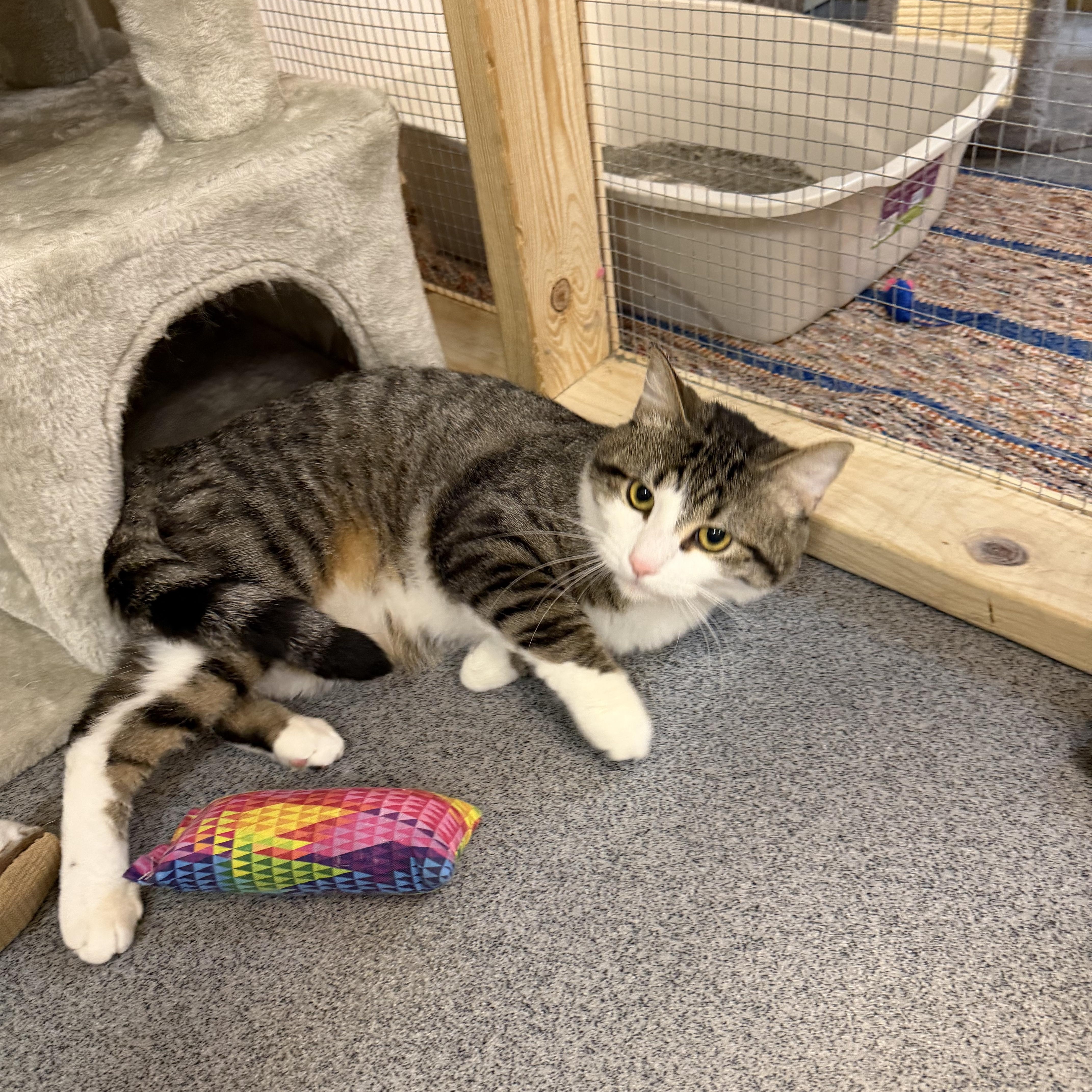 Kyle, a ADOPTABLE Domestic Short Hair in Chisholm, MN image 3/6